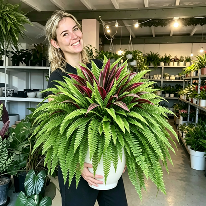 💥Summer Special🔥 UV-Resistant Artificial Fern & Red Dracaena Decorative Plants – Full, Lush & Fade-Resistant!