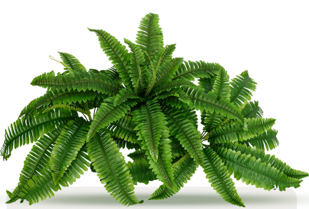 🌿 UV Resistant Lifelike Artificial Boston Fern – Realistic Outdoor & Indoor Greenery Decor