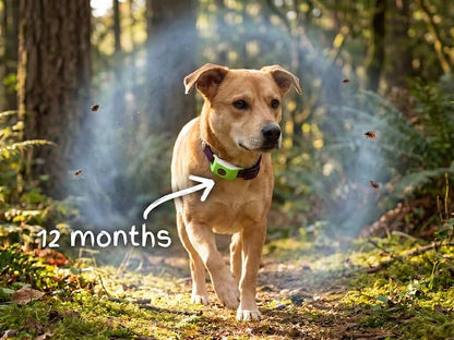 ⏰Last Day 60% OFF-🐕12 Months Flea and Tick Free