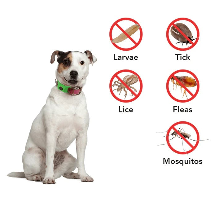 ⏰Last Day 60% OFF-🐕12 Months Flea and Tick Free